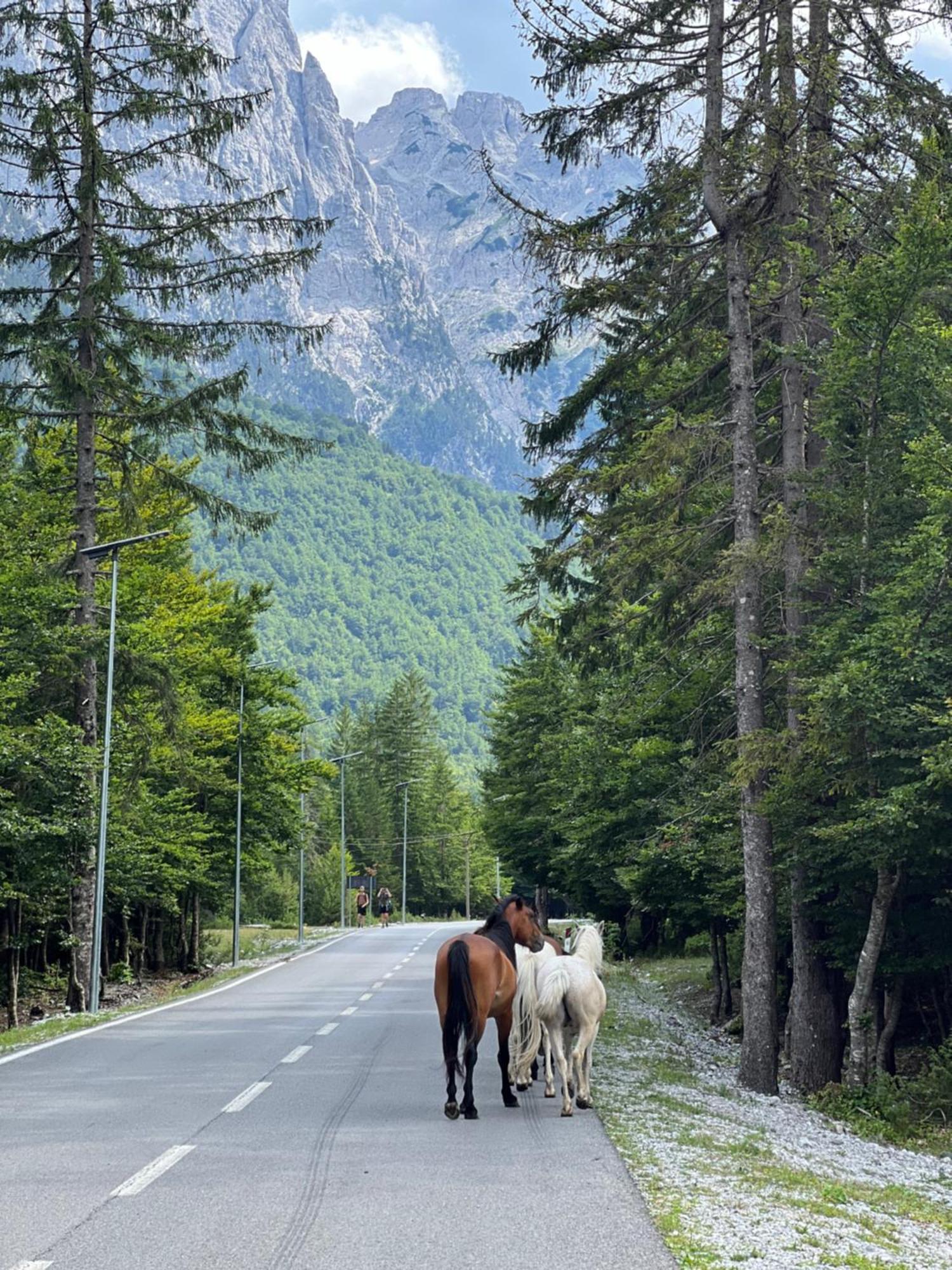 Krojet E Rrogamit Valbona Exteriör bild